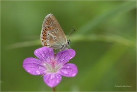 <p>MODRÁSEK BĚLOPÁSNÝ (Aricia eumedon) Slovensko - Slovenský ráj ---- /Storchschnabel-Bläuling/</p>